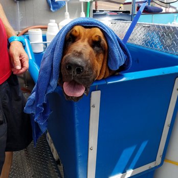 The Pooch Mobile - Feelin' good! - Pet Groomers Near Me