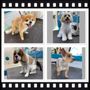 Photo of Elvis Dog Grooming Mobile