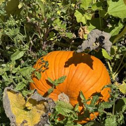 1st Pumpkin of the season