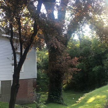 Rocky's Tree Service - Tree Services Near Me - Gastonia, North Carolina Rocky's Tree Service - Tree Services Near Me - Gastonia, North Carolina