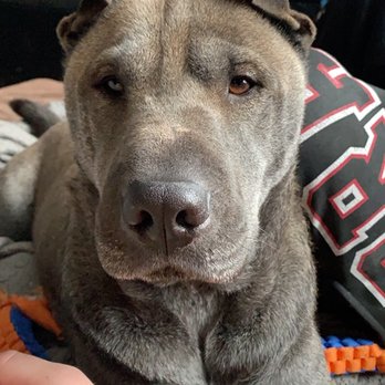 One Tail at a Time - This is Odin! - Animal Shelters Near Me - Chicago, Illinois