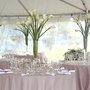 Tara Tent and Party Rentals