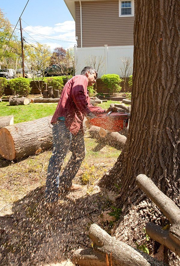 Levi's Tree Service - tree service in Elizabeth, NJ