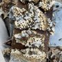 Photo of KC Bee Removal