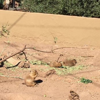 Phoenix Zoo - Zoos Near Me - Phoenix, Arizona Phoenix Zoo - Zoos Near Me - Phoenix, Arizona