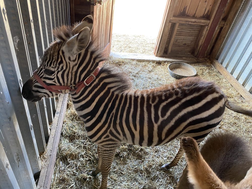 Oasis Animal Adventures Logo