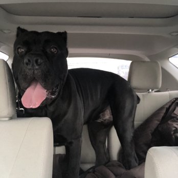 The Hound Hut - Pet Groomers Near Me - Arlington, Texas