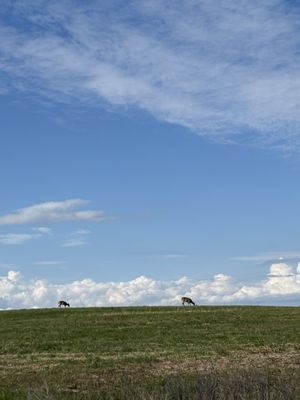 Sachuest by null