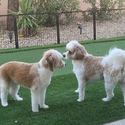 Lady Aussie and Sir Bentley discussing their training with Mark. They love him. Lady Aussie and Sir Bentley discussing their training with Mark. They love him.