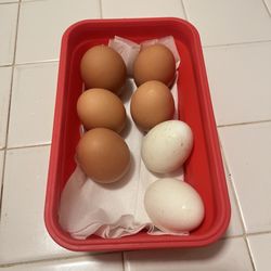 Blue Moon Saloon and Guesthouse - Brown chicken eggs with 2 duck eggs.
