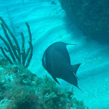 Aquatic Ventures - Scuba Diving Near Me - Fort Lauderdale, Florida Aquatic Ventures - Scuba Diving Near Me - Fort Lauderdale, Florida