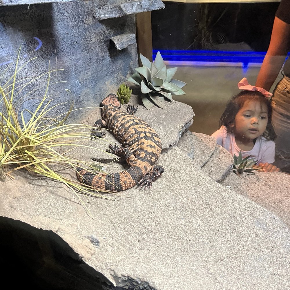 OdySea Aquarium - Aquariums Near Me - Scottsdale, Arizona OdySea Aquarium - Aquariums Near Me - Scottsdale, Arizona