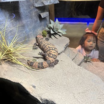 OdySea Aquarium - Aquariums Near Me - Scottsdale, Arizona OdySea Aquarium - Aquariums Near Me - Scottsdale, Arizona