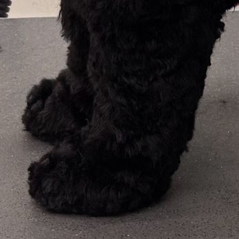 Mission Pawsible Grooming - Pet Groomers Near Me