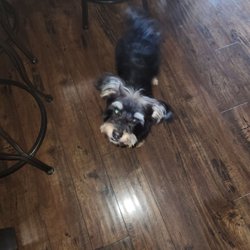 Paws on 34 - My morkie