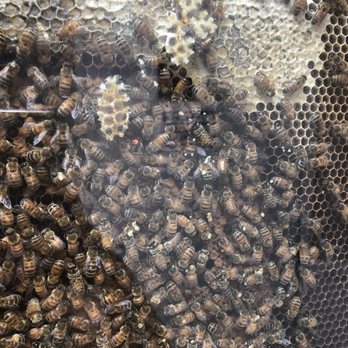 Bennett's Honey Farm - The one with a red spot is the queen - Specialty Food Near Me - Fillmore, California Bennett's Honey Farm - The one with a red spot is the queen - Specialty Food Near Me - Fillmore, California