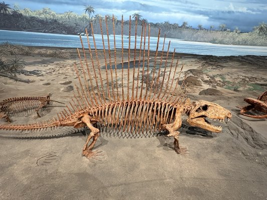 Mountain America Museum of Ancient Life at Thanksgiving Point by null