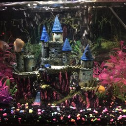 My snail tank