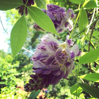 Coker Arboretum - Wisteria - Botanical Gardens Near Me - Chapel Hill, North Carolina
