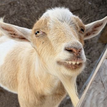 Harris Establishment Farms - Goat - Attraction Farms Near Me - Palm Bay, Florida