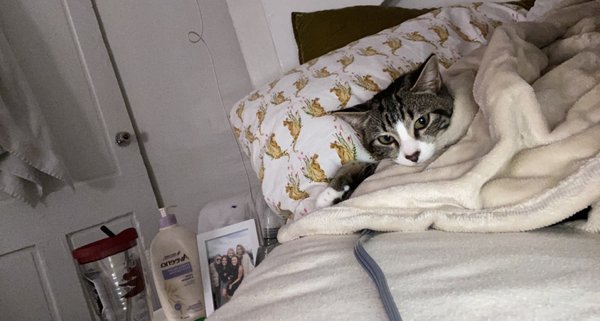 Charleston Animal Society by null