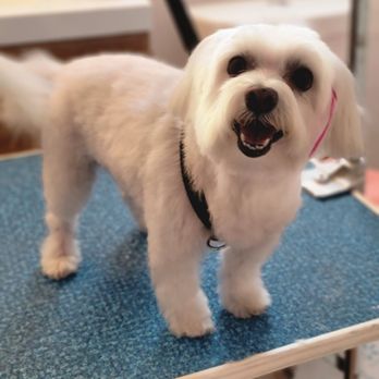 Imprinted Impressions - Ella - Pet Groomers Near Me Imprinted Impressions - Ella - Pet Groomers Near Me