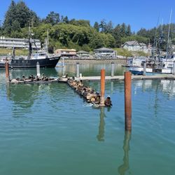Marine Discovery Tours - Sea lions