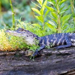 Honey Island Swamp Tours
