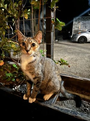 Trash Panda Drinking Club by null
