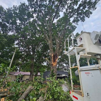 Arbor Elite Tree Services - Tree Services Near Me Arbor Elite Tree Services - Tree Services Near Me