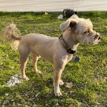 Tailwaggers - Pet Groomers Near Me - Fresno, California Tailwaggers - Pet Groomers Near Me - Fresno, California