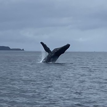 Captain B's Alaskan C's Adventures - The humpback whales were very active as well.  This was zoomed in.  We were not that close. - Boating Near Me