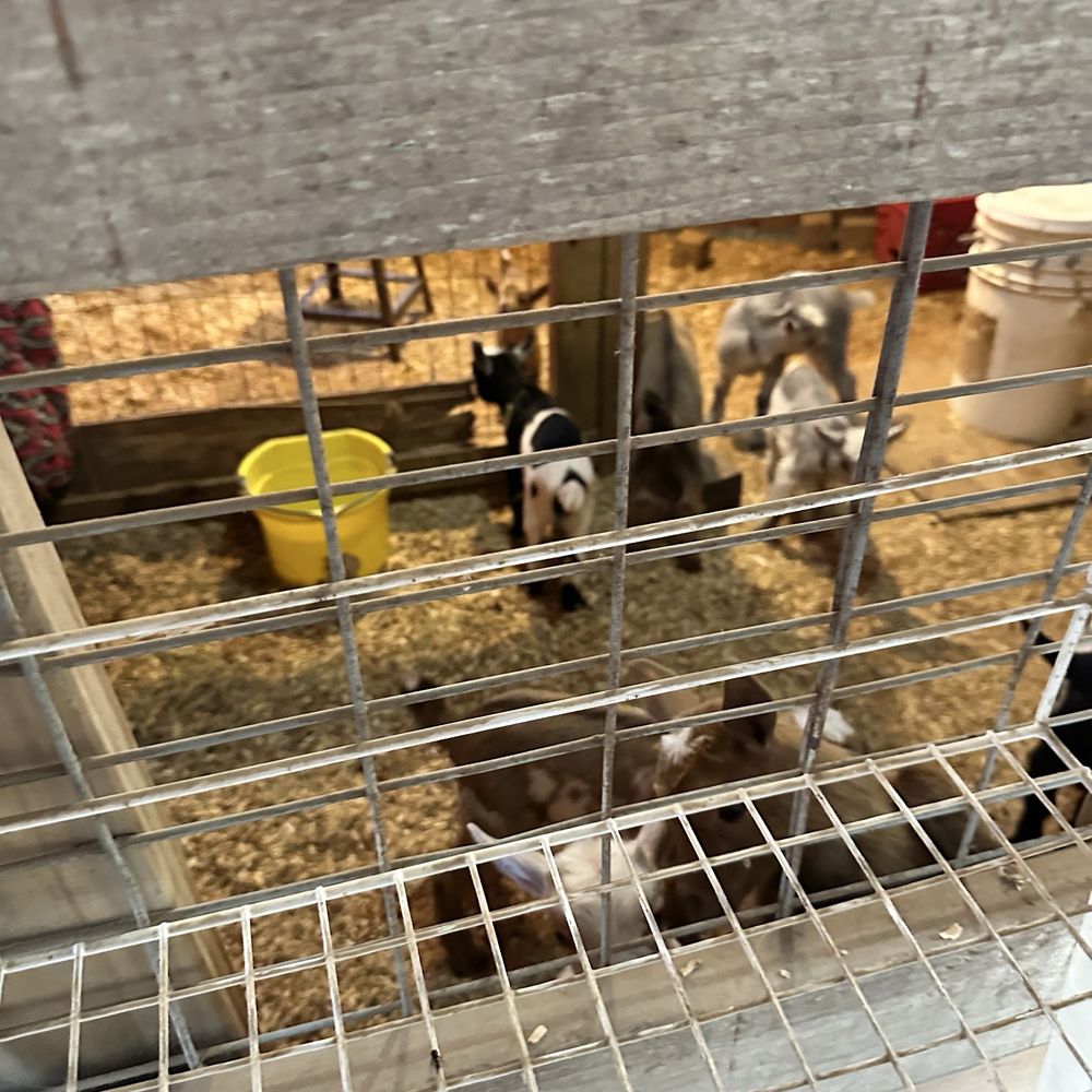 TOP 10 BEST Goat Milk in Cypress, TX - Updated 2026 - Yelp