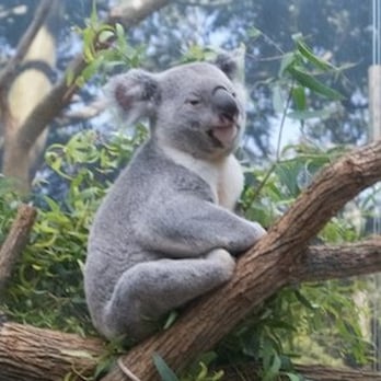 Indianapolis Zoo - The koala woke up! - Zoos Near Me - Indianapolis, Indiana Indianapolis Zoo - The koala woke up! - Zoos Near Me - Indianapolis, Indiana