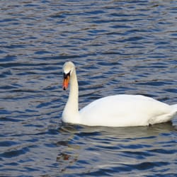 Attenborough Nature Reserve - Swan