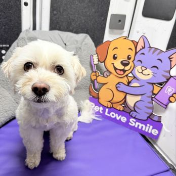 Pet Love Smile - Elvis - Pet Groomers Near Me - Deerfield Beach, Florida Pet Love Smile - Elvis - Pet Groomers Near Me - Deerfield Beach, Florida