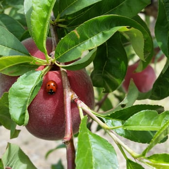 Bacchini's Farm - Fruits & Veggies Near Me - Brentwood, California