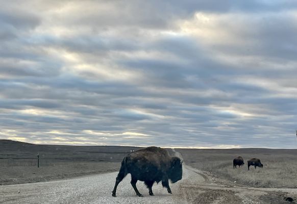 Joseph H. Williams Tallgrass Prairie Preserve by null