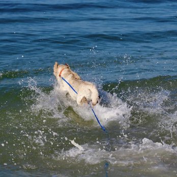Pure Florida - Our yellow Lab having a blast swimming while on the island. "Bark on the Ark" cruise. - Boat Charters Near Me - Naples, Florida Pure Florida - Our yellow Lab having a blast swimming while on the island. "Bark on the Ark" cruise. - Boat Charters Near Me - Naples, Florida