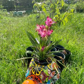 Garden Shack - Turtle and Plant Power! - Nurseries & Gardening Near Me - Jacksonville, Florida Garden Shack - Turtle and Plant Power! - Nurseries & Gardening Near Me - Jacksonville, Florida