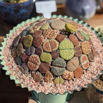 Shiyi Succulent Garden - Beautiful lithops arrangement - Nurseries & Gardening Near Me - Chino, California
