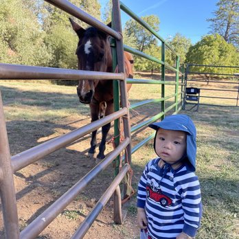 Abel's Apple Acres - Little guy and the brown horse. - Bakeries Near Me - Placerville, California Abel's Apple Acres - Little guy and the brown horse. - Bakeries Near Me - Placerville, California
