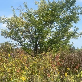 Buffalo Creek Forest Preserve - Parks Near Me - Long Grove, Illinois