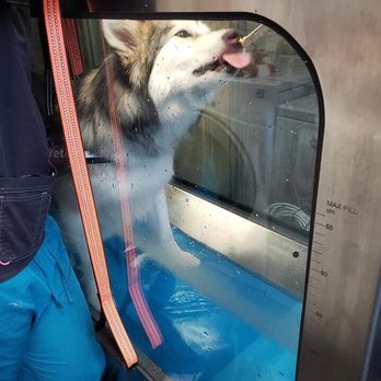 Amherst Small Animal Hospital - Absolutely love Dr.Stein and the vet techs ! - Veterinarians Near Me - Buffalo, New York Amherst Small Animal Hospital - Absolutely love Dr.Stein and the vet techs ! - Veterinarians Near Me - Buffalo, New York