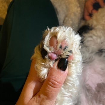 4 Paws 24 Hour Veterinary Hospital - Vet told me if I washed this cyst /open wound it would go away. - Veterinarians Near Me - Halifax, Nova Scotia 4 Paws 24 Hour Veterinary Hospital - Vet told me if I washed this cyst /open wound it would go away. - Veterinarians Near Me - Halifax, Nova Scotia