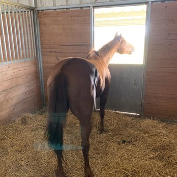 McKinney HorsePlex - sunken hips, muscle mass is gone from malnourishment. - Horseback Riding Near Me - McKinney, Texas McKinney HorsePlex - sunken hips, muscle mass is gone from malnourishment. - Horseback Riding Near Me - McKinney, Texas