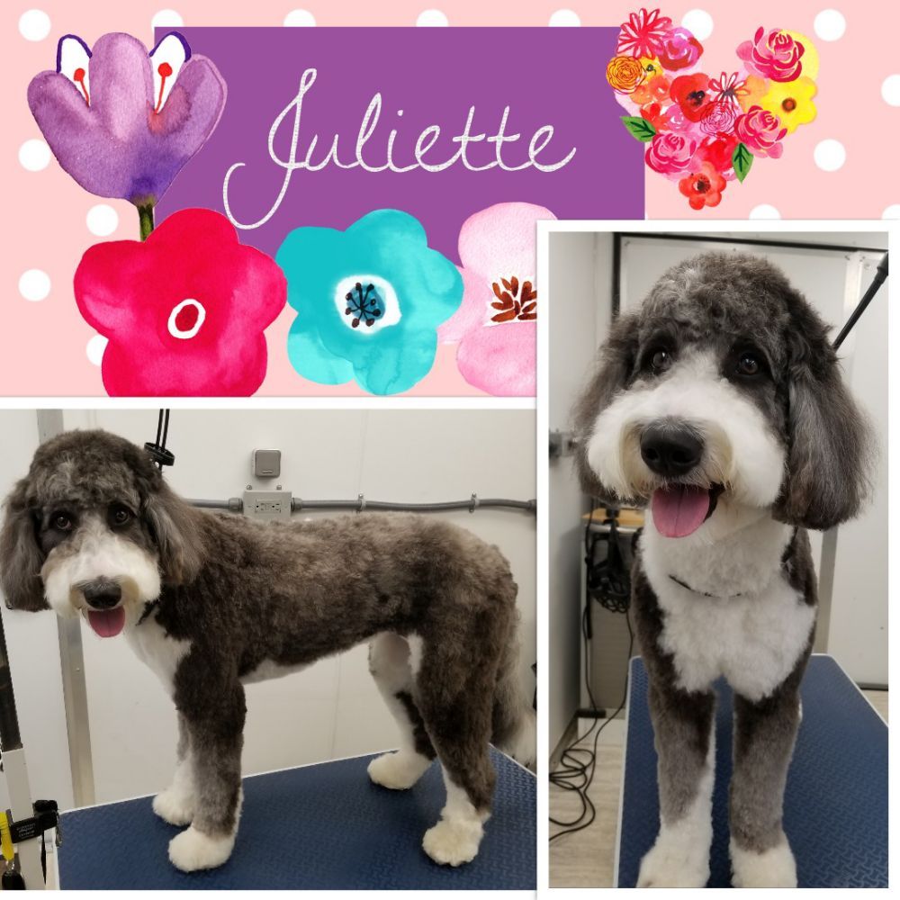 PREEN PET GROOMING Updated July 2024 20 Photos 8345 Stewarts Bend