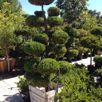 La Crescenta Nursery - This tree is amazing, prices at 850. I believe - Nurseries & Gardening Near Me - Glendale, California La Crescenta Nursery - This tree is amazing, prices at 850. I believe - Nurseries & Gardening Near Me - Glendale, California