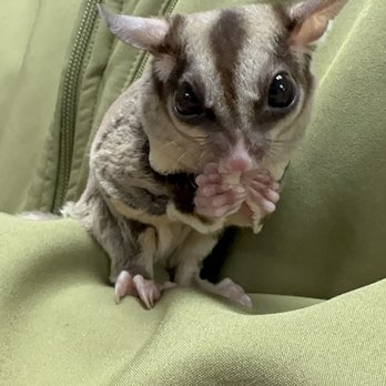 DeeDee's Pet Palace - Sugar glider - Pet Stores Near Me - Coal City, Illinois DeeDee's Pet Palace - Sugar glider - Pet Stores Near Me - Coal City, Illinois