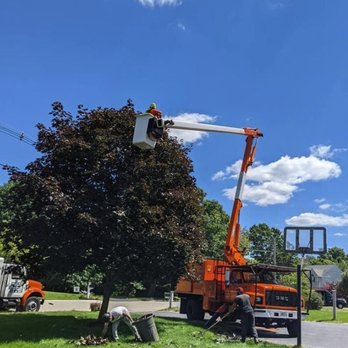 Dave Tree Service - Tree Services Near Me - Pawtucket, Rhode Island Dave Tree Service - Tree Services Near Me - Pawtucket, Rhode Island